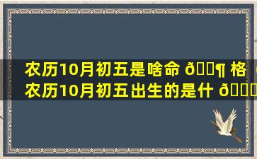 农历10月初五是啥命 🐶 格（农历10月初五出生的是什 🐛 么星座）